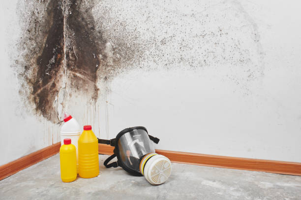 Best Black Mold Removal  in Martsville, IN