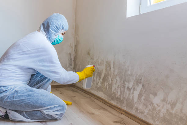 Best Commercial Mold Removal  in Martsville, IN