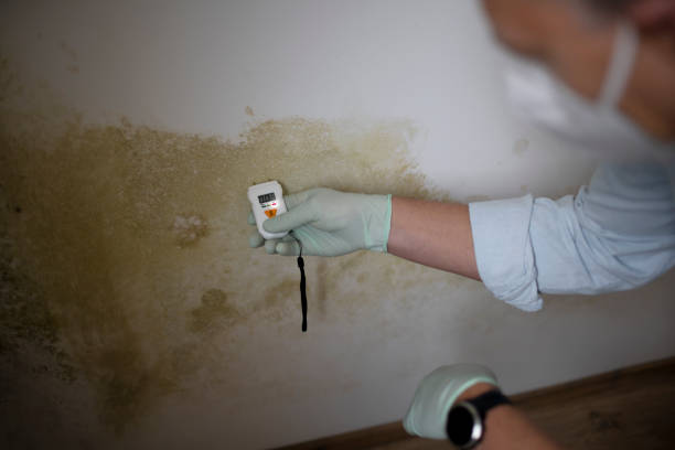 Best Mold Damage Repair  in Martsville, IN