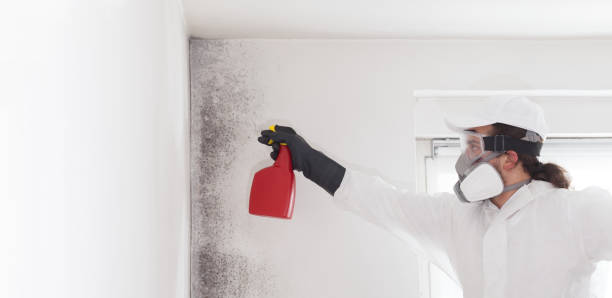 Best Toxic Mold Removal  in Martsville, IN