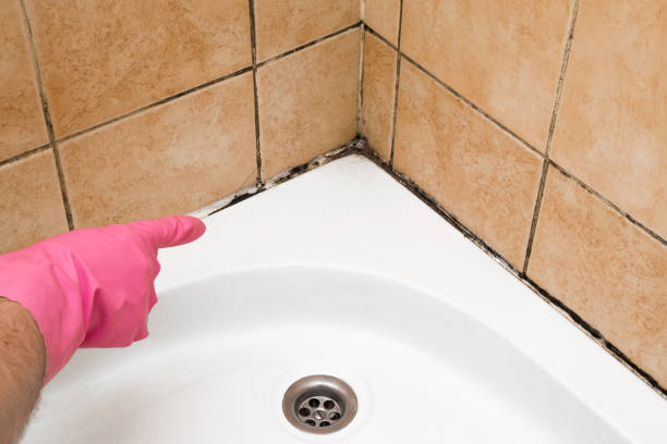 Office Mold Removal Services in Martinsville, IN